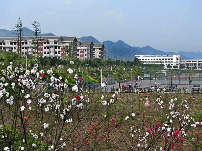 桃花报春